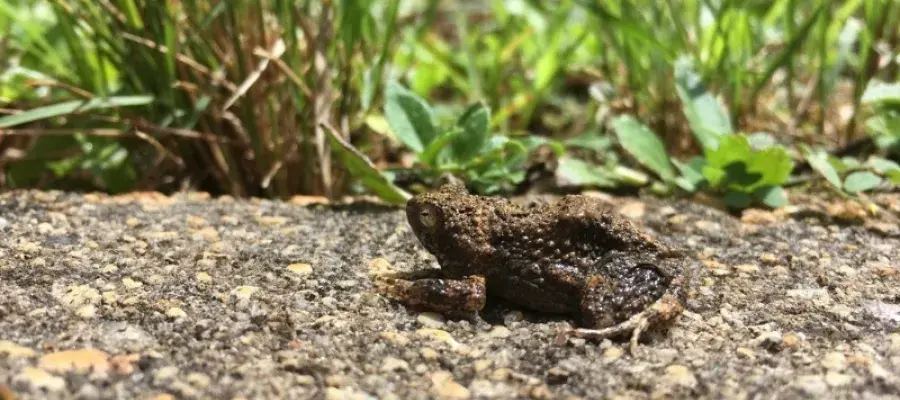 Frog in nature