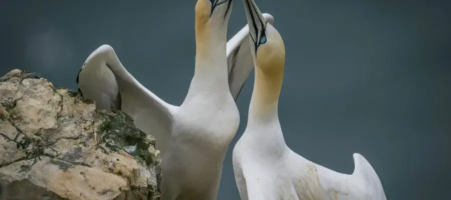 Gannets suffered high mortality during the latest outbreak