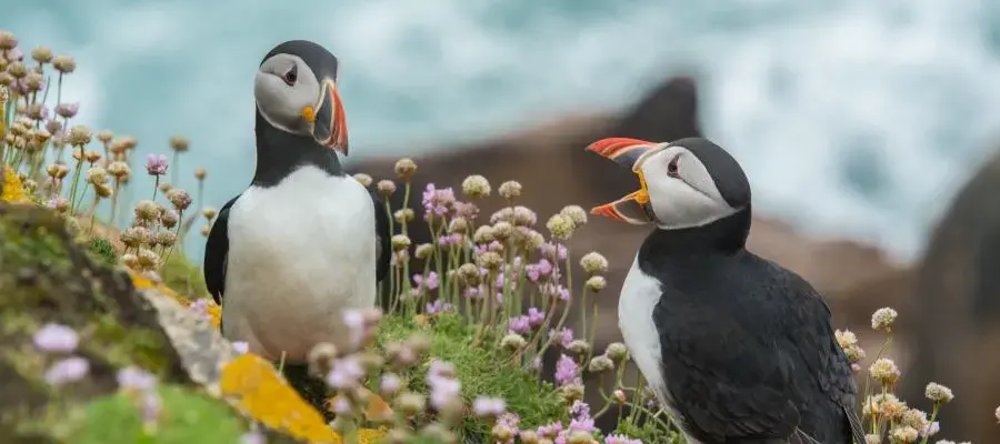 two puffins
