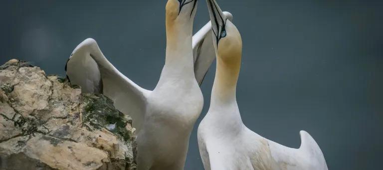 Gannets suffered high mortality during the latest outbreak