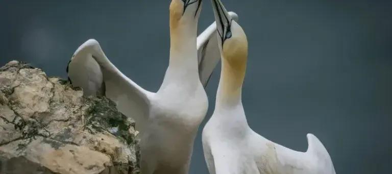 Two gannets looking at each other.