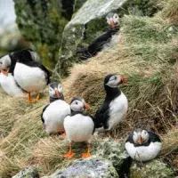 Puffins on the Isle of May
