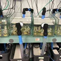 Coral in tanks 