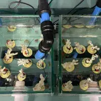 coral in tanks