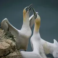 Gannets suffered high mortality during the latest outbreak