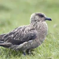 Over 70% of the breeding population of Great Skua were lost in the first year of the outbreak
