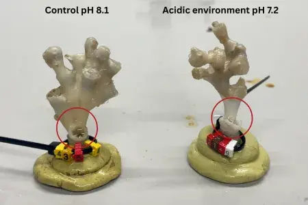 coral fragments side by side