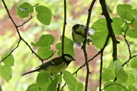 Great tit breeding pair