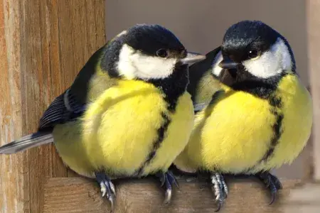 two great tit birds side by side