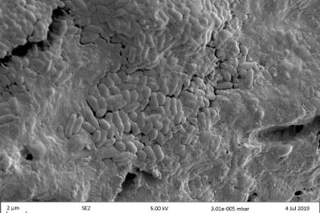 Soil bacteria enriched on the surface of biochar, microscope image