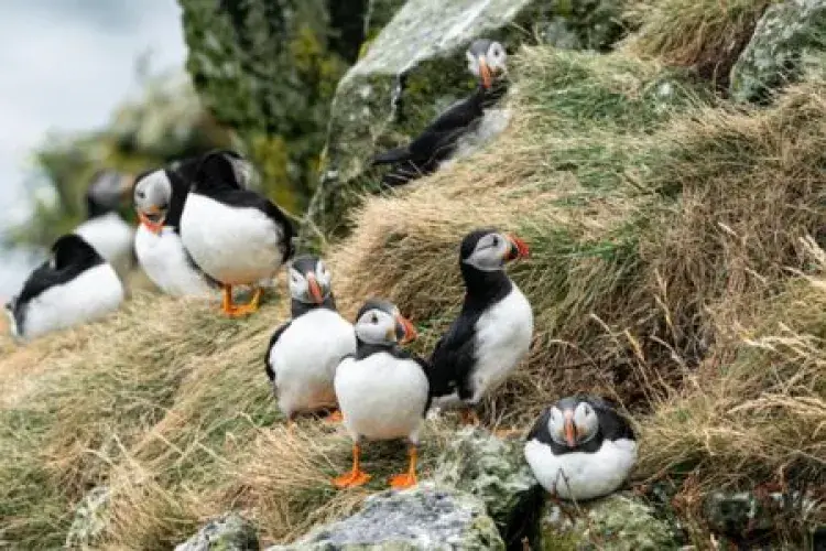 Puffins on the Isle of May