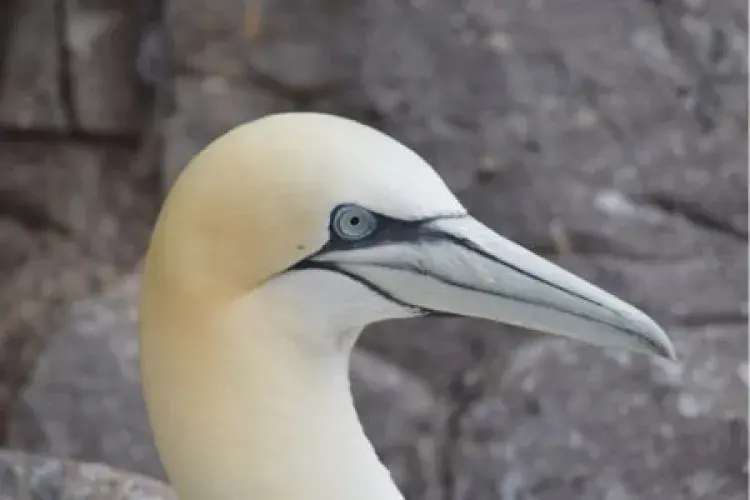 Gannet