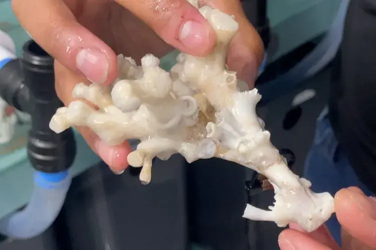 piece of colony sized coral, turned white by acidity