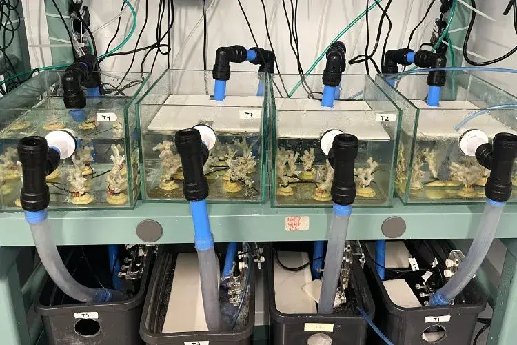 Coral in tanks 