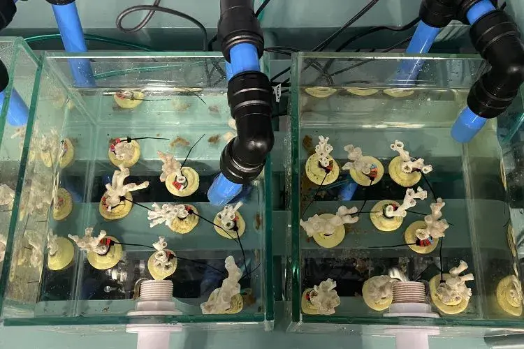 coral in tanks