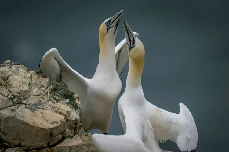 Gannets suffered high mortality during the latest outbreak