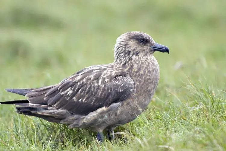 Over 70% of the breeding population of Great Skua were lost in the first year of the outbreak