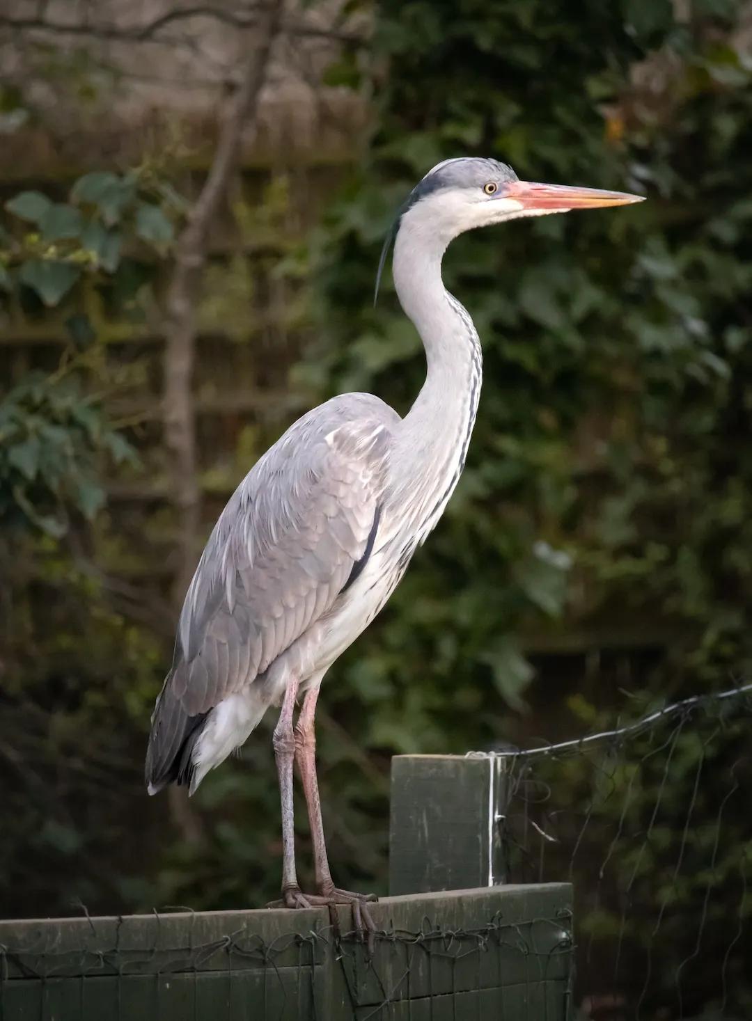 A grey heron perched on a brick wall in front of vegetation