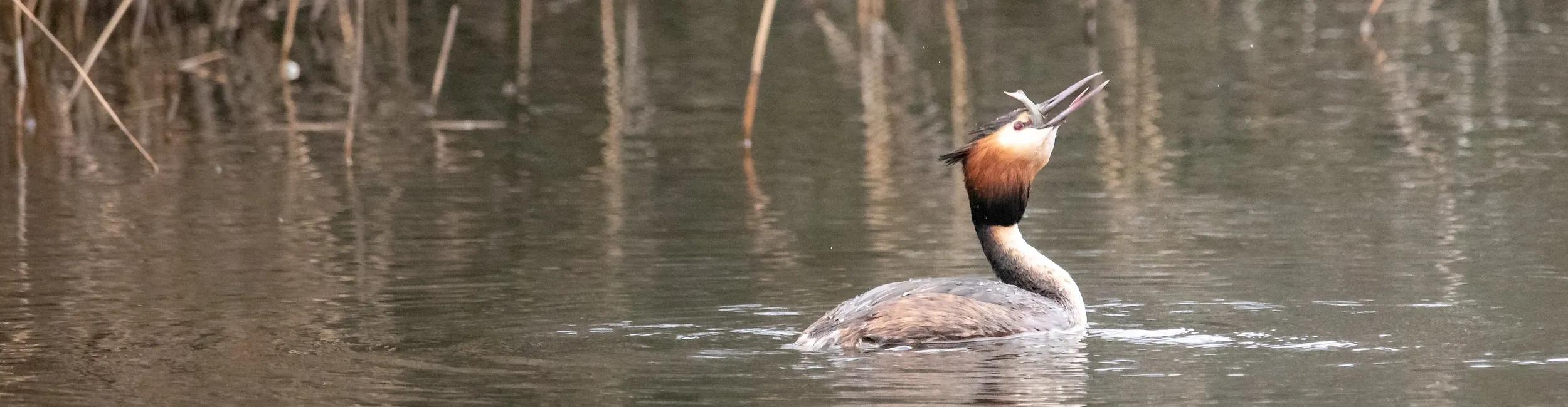 A great crested grebe is swallowing a fish on a pond