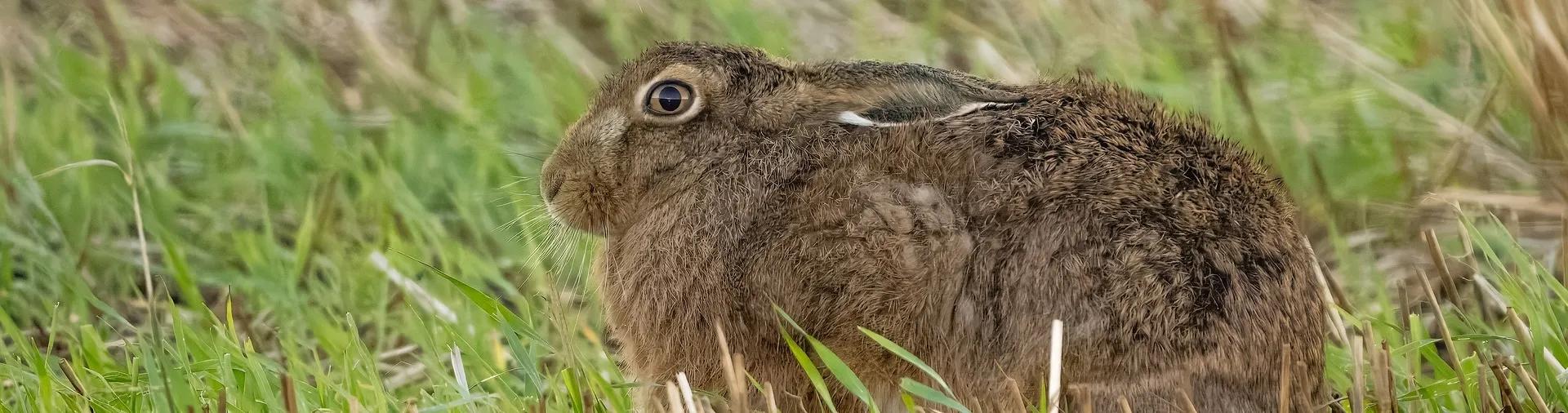 A brown hair sits crouched in a field of grass with its ears down