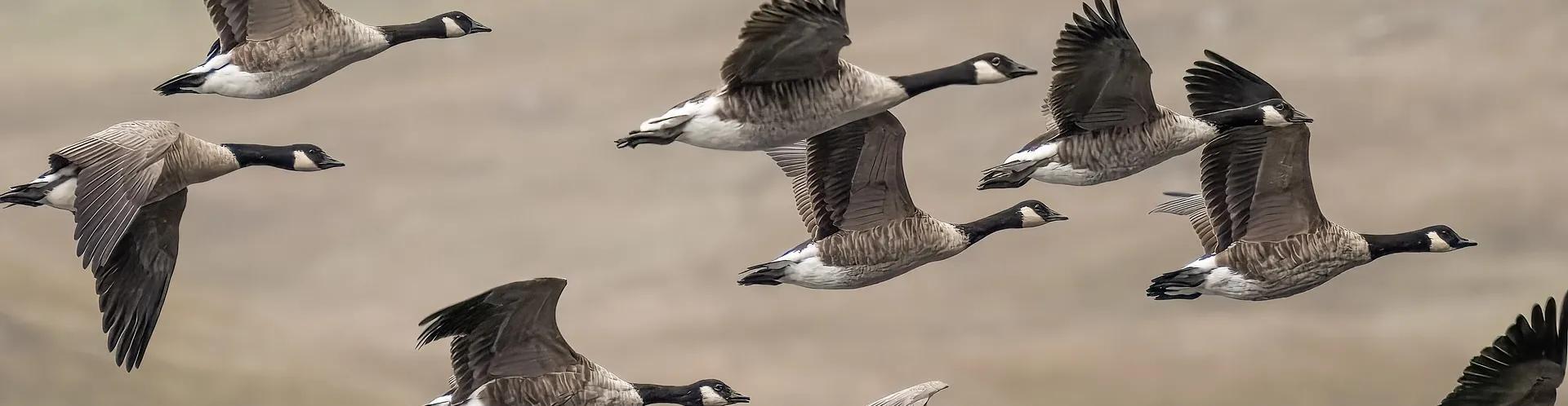 Canada geese fly from the left to the right of the picture in front of a blurry brown background