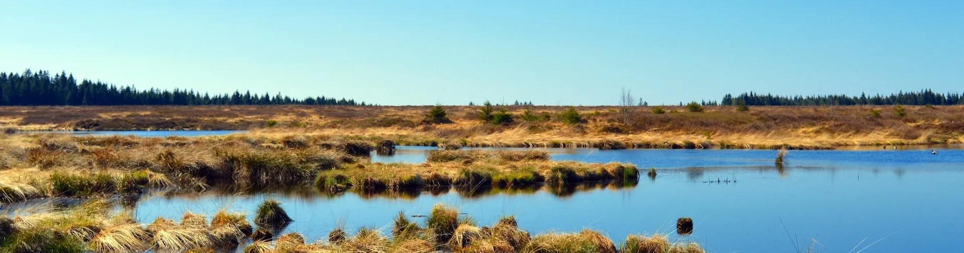 A peat bog with lakes in the forground, green, low-lying vegetation in the mid-ground and blue sky in the background