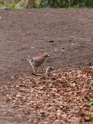 A Eurasian Jay stands on the ground at the edge of a pile of leaves looking at the camera