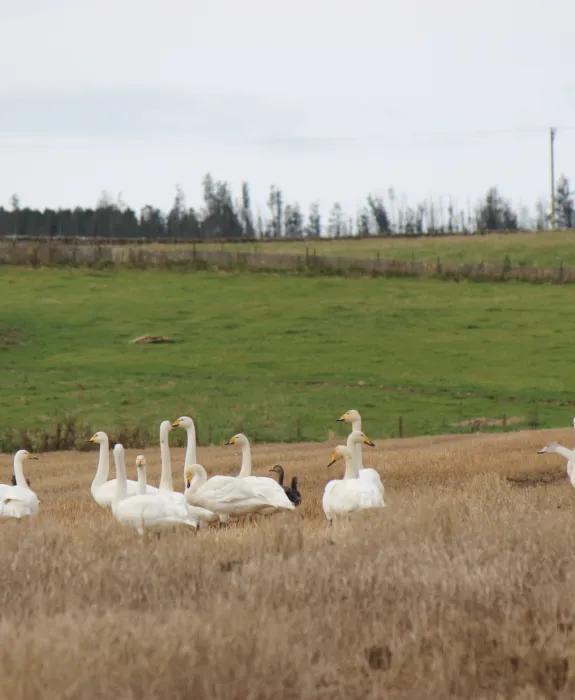 A group of whooper swans in a brown field, with a green field and skyline behind them