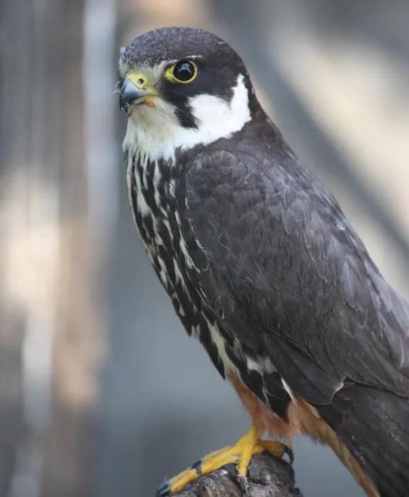 A hobby (bird) perched on a rock