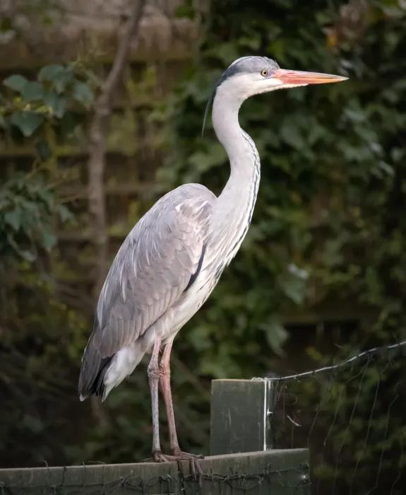 A grey heron perched on a brick wall in front of vegetation