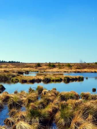 A peat bog. Water is covering reeds in the forground with trees in the background on the left and blue sky