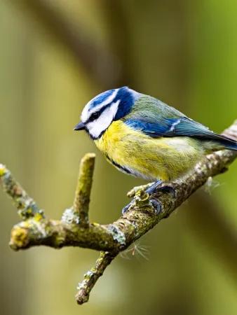 a blue tit sits on a small branch in front of some trees