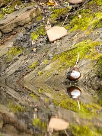 A dipper, a small brown bird with a white breast, is standing on the edge of the water in front of a mossy rock. The reflection in the water is very clear